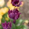 Negrita Parrot - Tulip Bulb