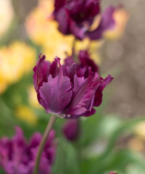 Negrita Parrot - Tulip Bulb