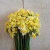 Yellow Cheerfulness - Narcissus Bulb