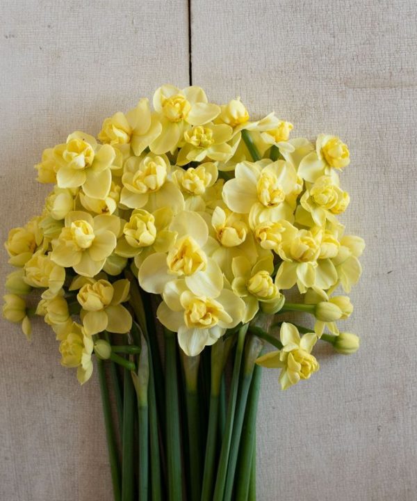 Yellow Cheerfulness - Narcissus Bulb