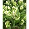 Super Parrot - Tulip Bulb