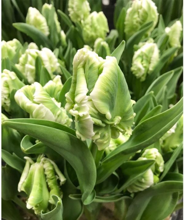 Super Parrot - Tulip Bulb