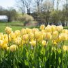 Akebono - Tulip Bulb