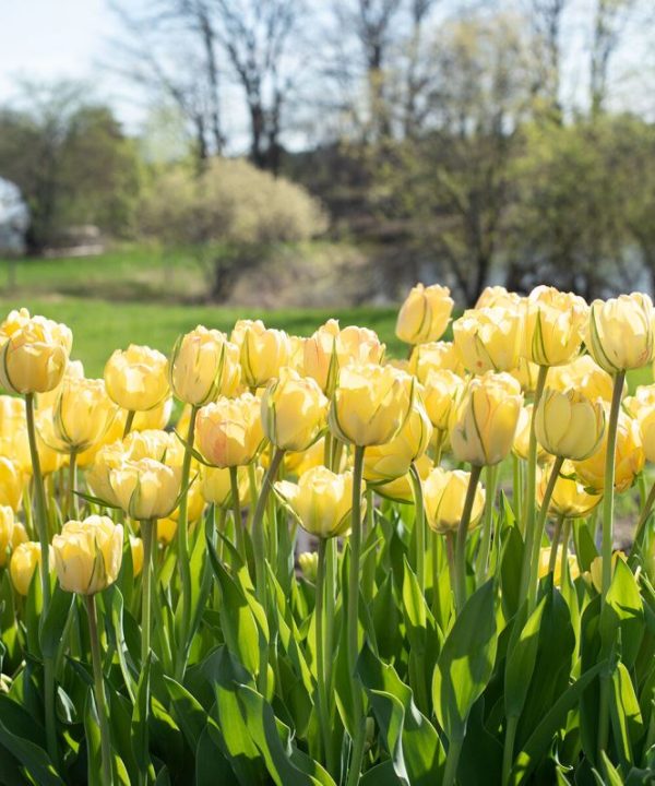 Akebono - Tulip Bulb