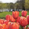 Apricot Impression - Tulip Bulb