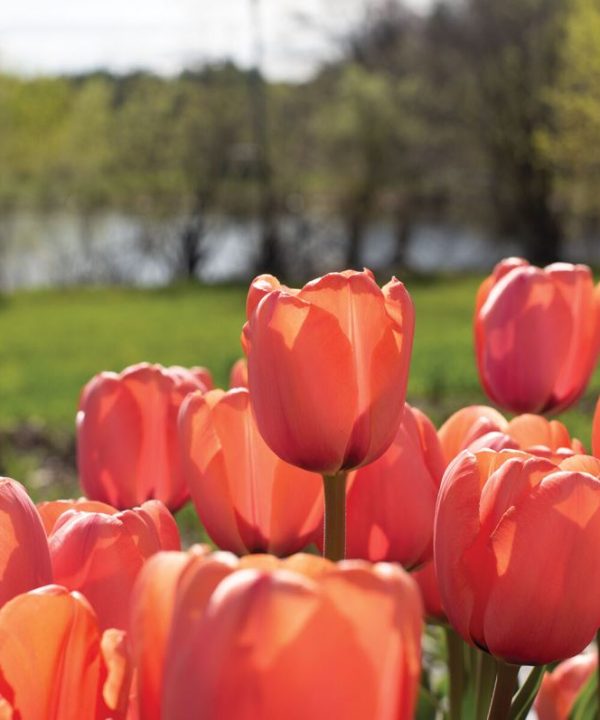 Apricot Impression - Tulip Bulb