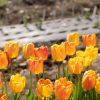 Beauty of Apeldoorn - Tulip Bulb