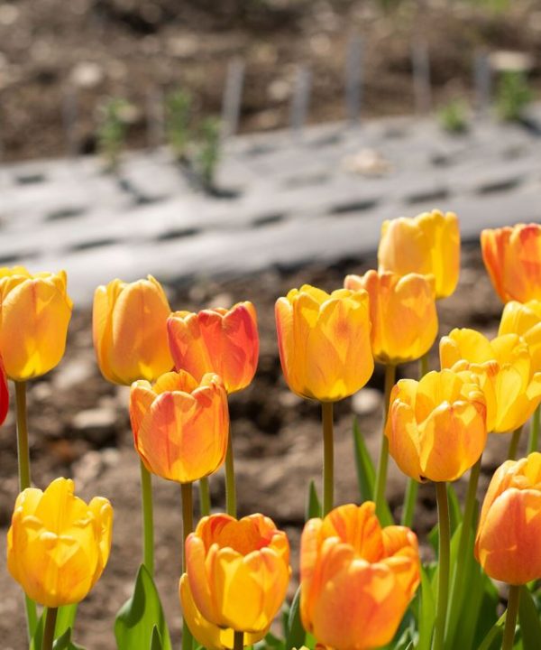 Beauty of Apeldoorn - Tulip Bulb