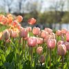 Pink Impression - Tulip Bulb