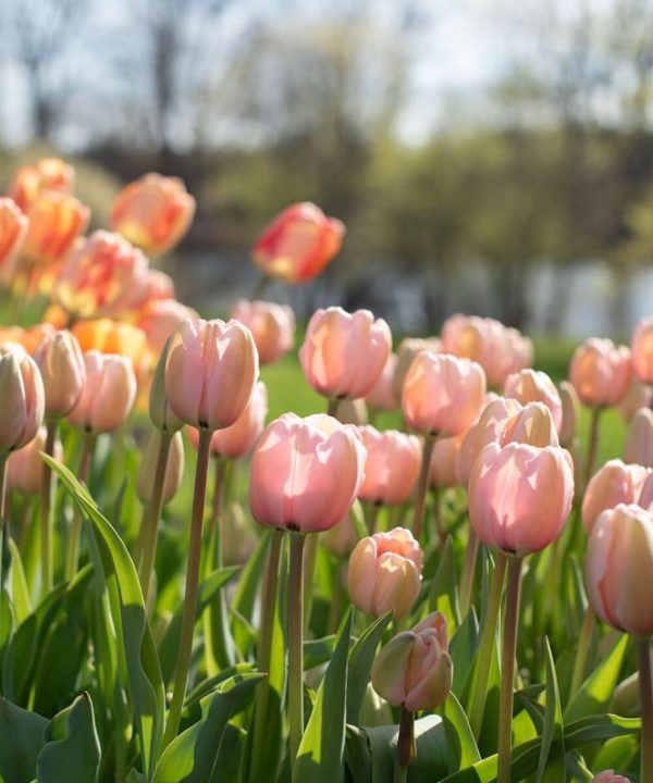 Pink Impression - Tulip Bulb