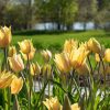 Blushing Beauty - Tulip Bulb