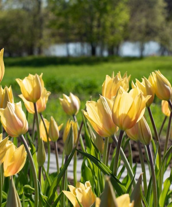 Blushing Beauty - Tulip Bulb