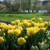 Marie Jo - Tulip Bulb