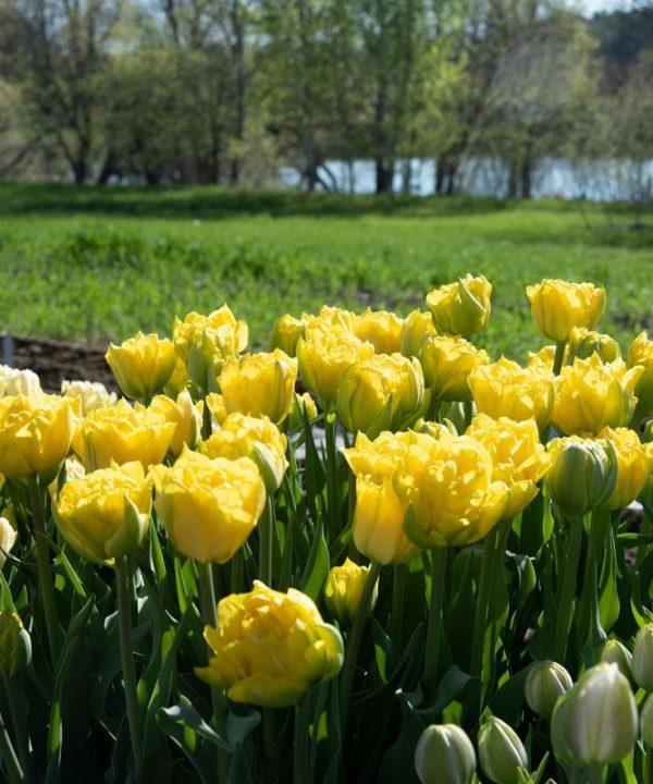 Marie Jo - Tulip Bulb