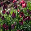 Black Parrot - Tulip Bulb