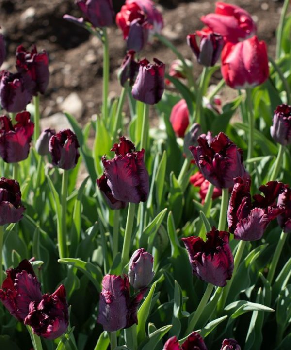 Black Parrot - Tulip Bulb