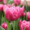 Dior - Tulip Bulb