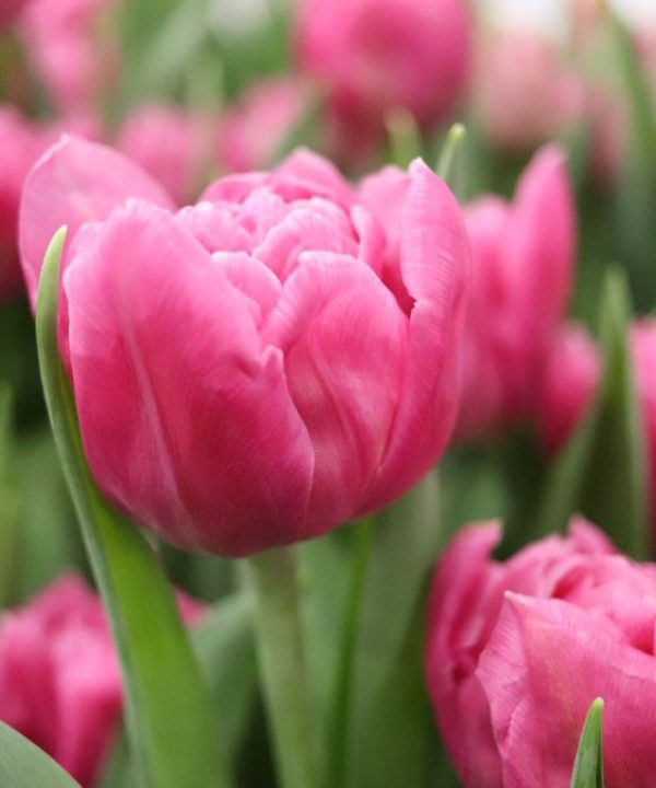 Dior - Tulip Bulb