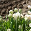 Mount Tacoma - Tulip Bulb