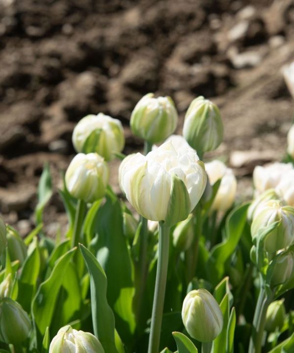 Mount Tacoma - Tulip Bulb