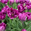 Negrita Double - Tulip Bulb