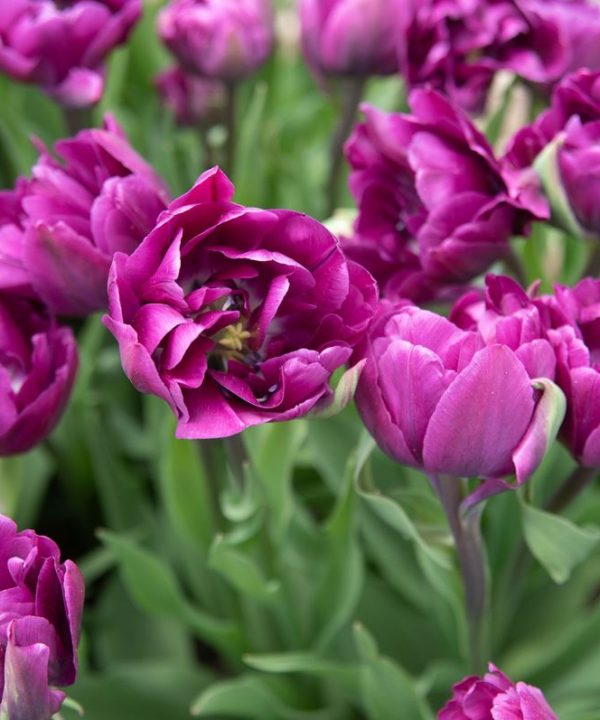 Negrita Double - Tulip Bulb