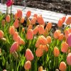 Dordogne - Tulip Bulb