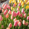 Menton - Tulip Bulb