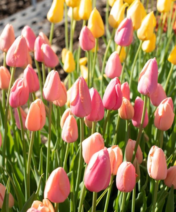 Menton - Tulip Bulb