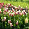 World Expression - Tulip Bulb