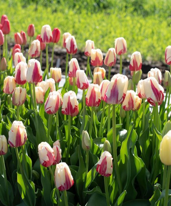 World Expression - Tulip Bulb