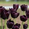 Queen of the Night - Tulip Bulb