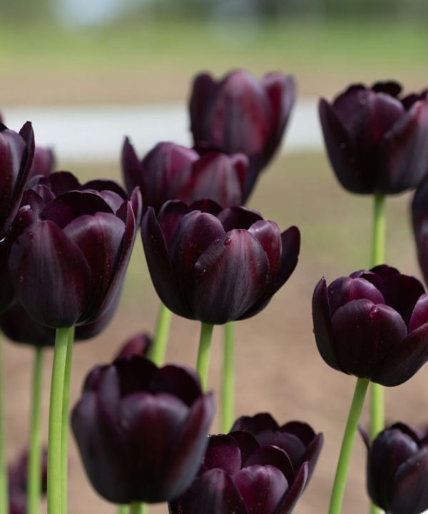 Queen of the Night - Tulip Bulb