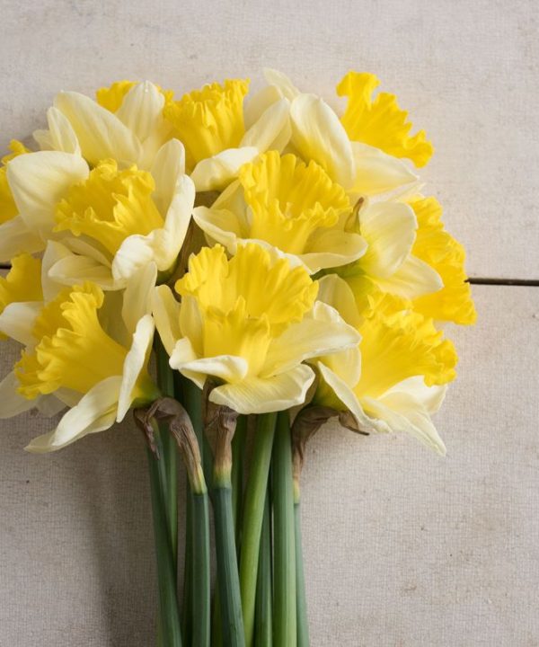 Bravoure - Narcissus Bulb