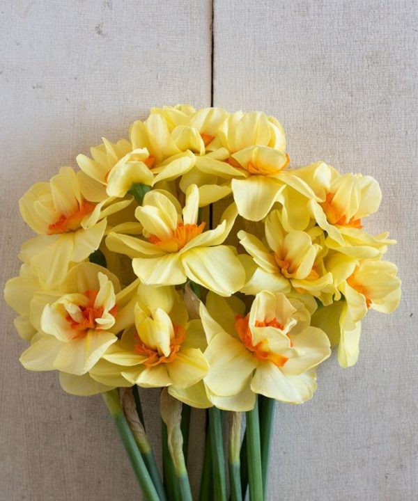 Double Fashion - Narcissus Bulb