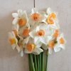 Cool Flame - Narcissus Bulb