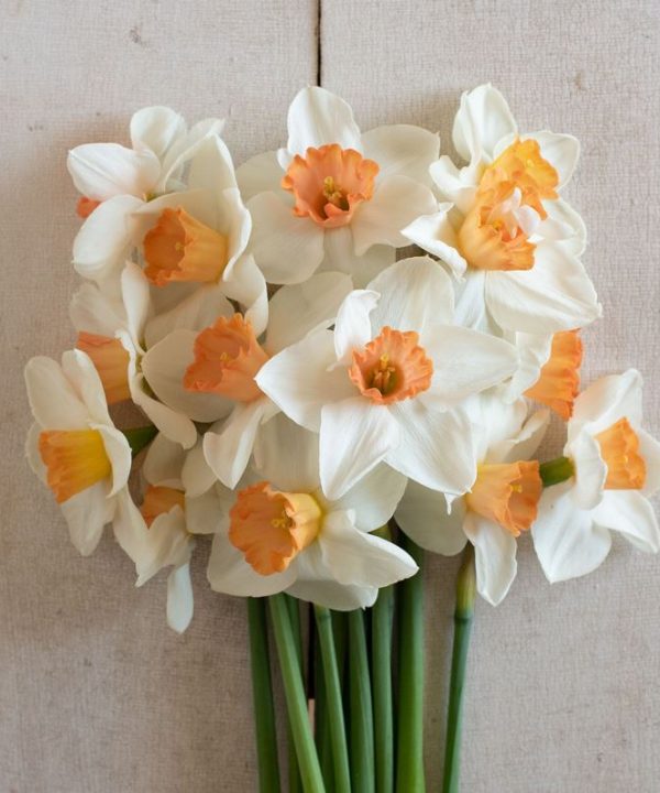 Cool Flame - Narcissus Bulb