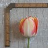 Beauty of Spring - Tulip Bulb