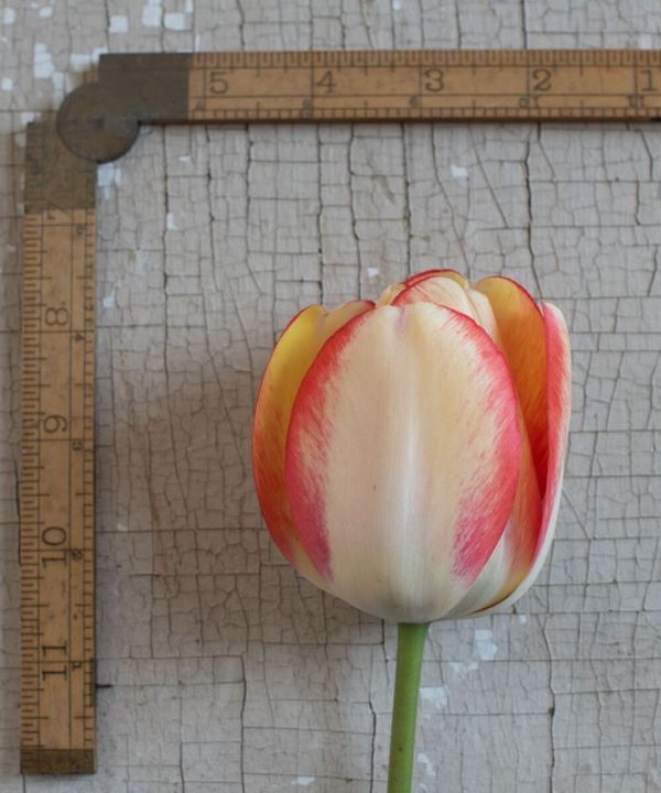 Beauty of Spring - Tulip Bulb