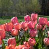 Design Impression - Tulip Bulb