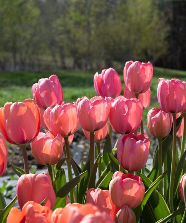 Design Impression - Tulip Bulb