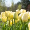 Ivory Floradale - Tulip Bulb