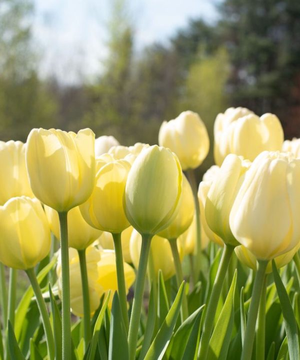 Ivory Floradale - Tulip Bulb