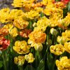 Sunlover - Tulip Bulb