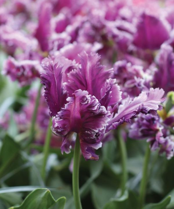 Mysterious Parrot - Tulip Bulb
