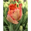 Salmon Parrot - Tulip Bulb