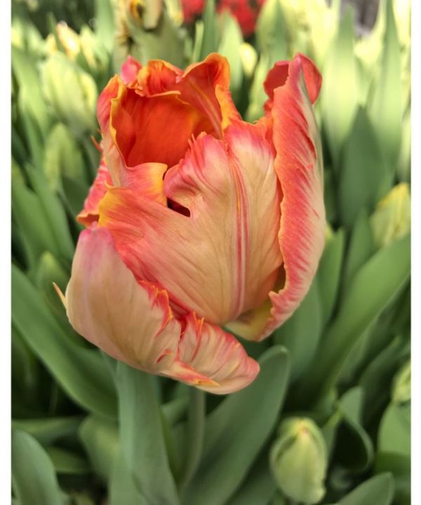 Salmon Parrot - Tulip Bulb