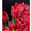 Rococo - Tulip Bulb