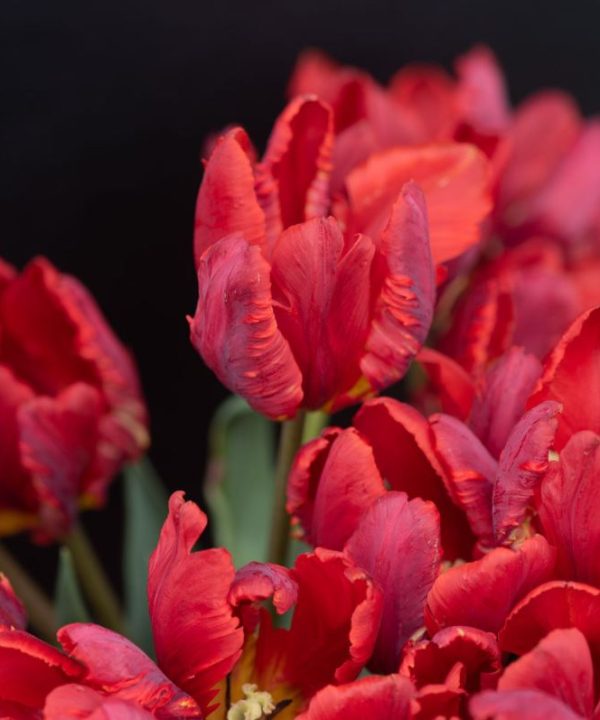 Rococo - Tulip Bulb