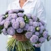 Lady Coral Lavender - China Aster Seed